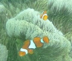 Amphiprion percula