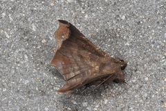 Amphigonia hepatizans