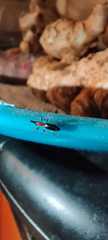 Cylas formicarius