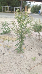 Erigeron canadensis