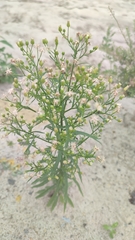 Erigeron canadensis