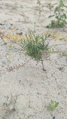 Lepidium ruderale