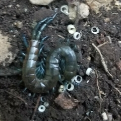 Scolopendra cingulata