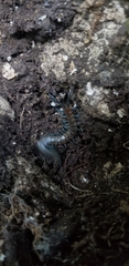 Scolopendra cingulata