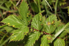 Dasineura ulmaria