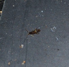 Orchesella cincta