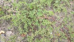 Potentilla paradoxa