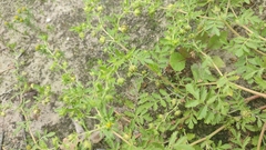 Potentilla paradoxa