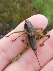 Alfredectes semiaeneus