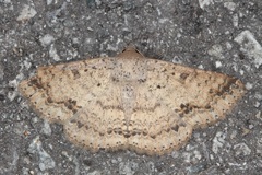 Ericeia inangulata
