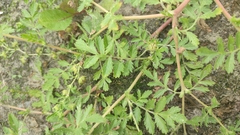 Potentilla paradoxa