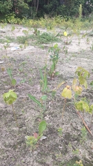 Lactuca serriola