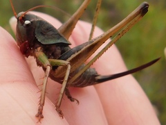 Alfredectes semiaeneus