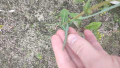 Lactuca serriola