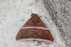 Parallelia calefaciens