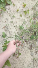 Lappula squarrosa