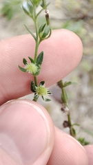 Lappula squarrosa