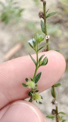 Lappula squarrosa