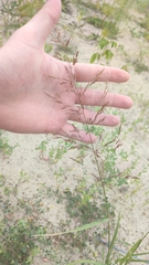 Agrostis gigantea