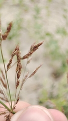 Agrostis gigantea