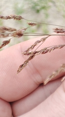 Agrostis gigantea