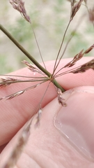 Agrostis gigantea