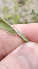 Agrostis gigantea
