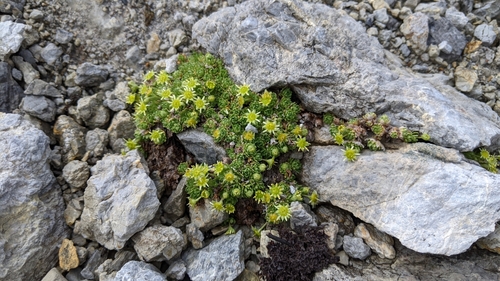 Image of Saxifraga aphylla by no rights reserved