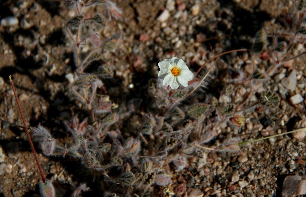 Monsonia umbellata