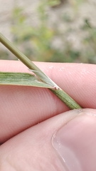 Agrostis gigantea