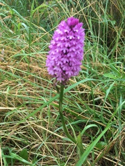 Anacamptis pyramidalis