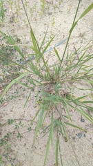 Agrostis gigantea