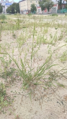 Agrostis gigantea