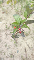 Solanum dulcamara