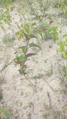Solanum dulcamara