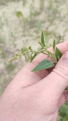 Atriplex sagittata