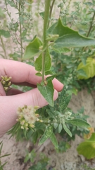 Atriplex sagittata