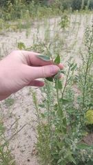 Atriplex sagittata
