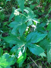 Astrantia major