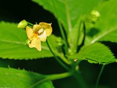 Impatiens parviflora