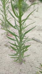 Erigeron canadensis