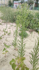 Erigeron canadensis