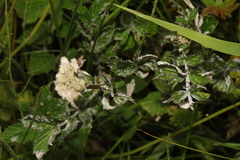 Podosphaera filipendulae