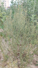 Rumex acetosella