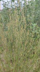 Rumex acetosella
