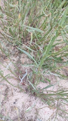 Rumex acetosella
