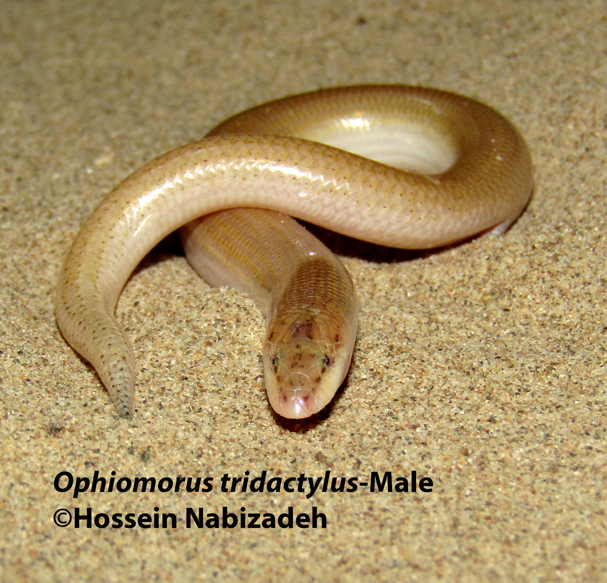 Indian Sand-Swimmer photo 2