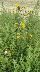 Sonchus arvensis
