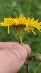 Sonchus arvensis