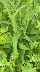 Sonchus arvensis